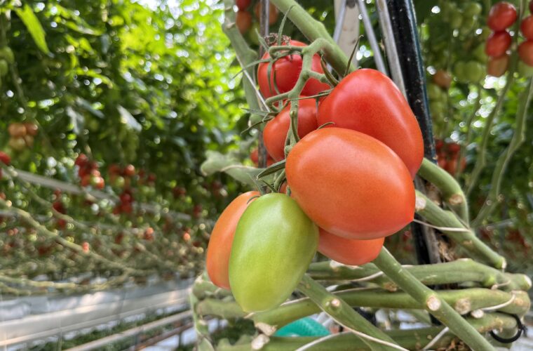 Ve vlastní šťávě: Z jednoho hektaru jsme schopni vypěstovat to, co z deseti hektarů na poli, říká pěstitel hydroponických rajčat
